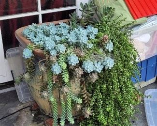 Pair of large succulent pots
