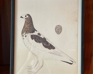 Antique Tetrao Tetrix etching. 