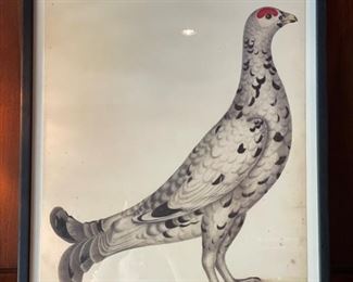 Antique Tetrao Tetrix etching. 