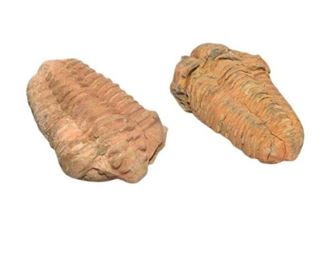 31. Pair Of Fossils