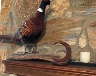 Iowa pheasant
