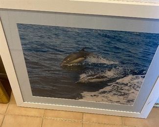 Dolphin photo