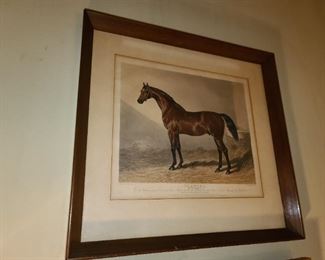Claucus Horse Framed Print