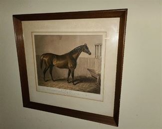 Equator Horse Framed Print