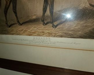 Equator Horse Framed Print