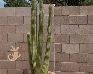 VERY Large Cactus 