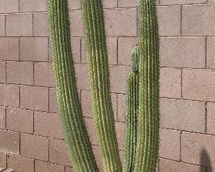 VERY Large Cactus