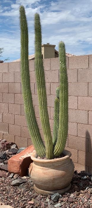 VERY Large Cactus