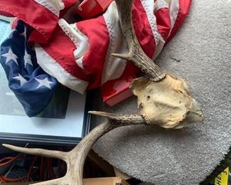 mount deer antlers