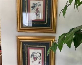 Two gold framed fruit pictures.