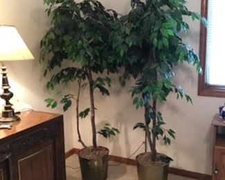 Two 6’ Ficus Trees