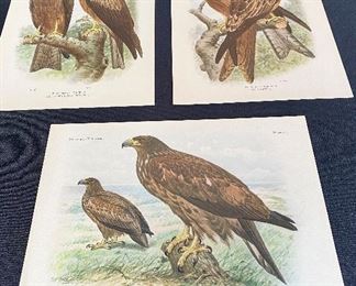 Ornithologia Neerlandica -Antique Prints of British Birds- Van Oort, 1922
