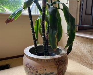 Indoor Plants