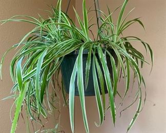 indoor plants