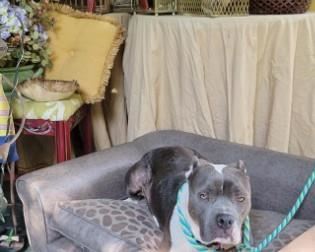 Large assortment of home accessories, dog not included.