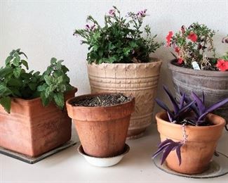 Planted Terra Cotta Pots 