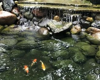 Koi Fish Pond (NOT FOR SALE)