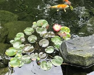 There are those Koi again.  Notice the fantastic flower in the foreground 