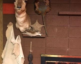 Mounted Pronghorn and More