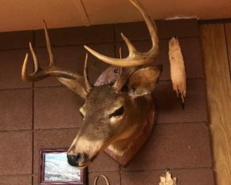 Four Point Taxidermy Treasures