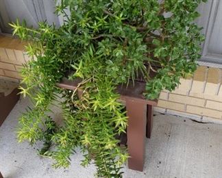 Succulent Potted Plant