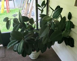Large Plant