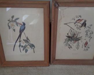 John J. Audubon print