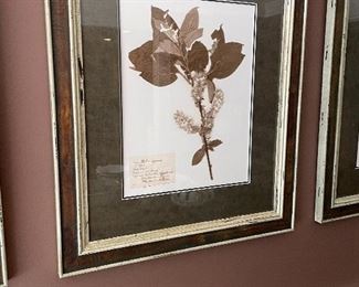 Another view of botanical prints 1 of 3