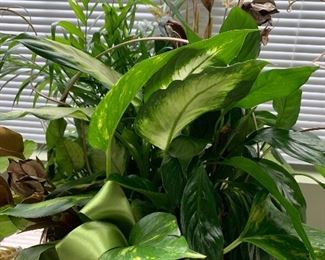 Pothos live plant