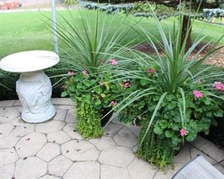 PLANTS