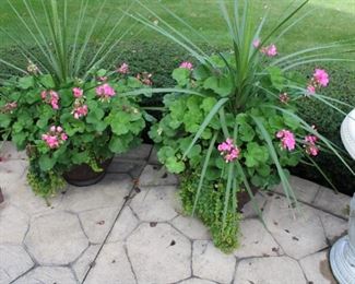PLANTS