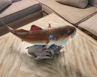 Redfish caught at Carlos Bay