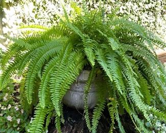 SOLD $40; resin planter with fern; 20”d x 16”h, there are more to choose from! 