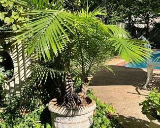 SOLD. $40; resin planter with palm; 20”d x 16”h. There are other plants to choose from! 