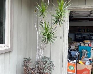 Large plants - so many books! 