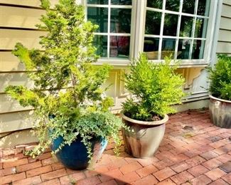 Planters with plantings