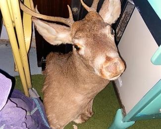 Deer Mount 