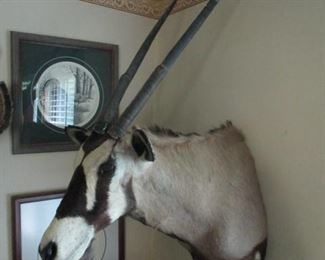 African Gemsbok Taxidermy