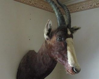 African Blesbok Taxidermy