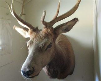 Elk Taxidermy