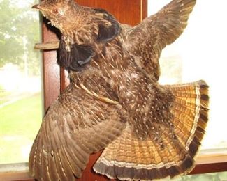 Quail Taxidermy