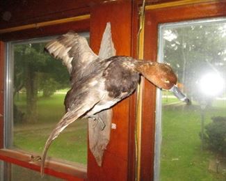 Duck Taxidermy