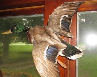 Mallard Duck Taxidermy