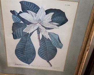 Beautiful Magnolia Artwork