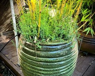 Bamboo in green glazed pot #21