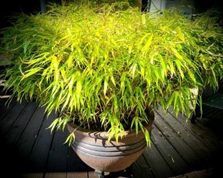 Bamboo in shallow ceramic pot #22