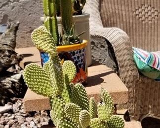 Blue pottery with cactus