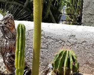 Crock with live cactus and colorful pot with tall cactus