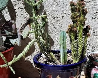 Lots of live cactus in pots
