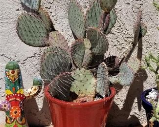 Red pottery and cactus.